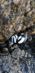 Echinolittorina peruviana