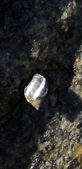 Echinolittorina peruviana