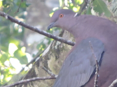 Patagioenas araucana