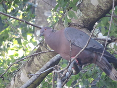 Patagioenas araucana