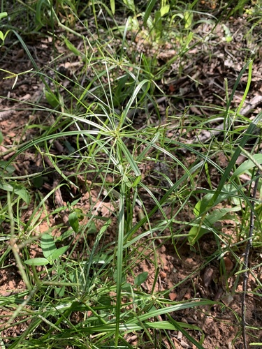 Cyperus zollingeri observed 2021-02-20