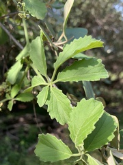 Cyphostemma puberulum