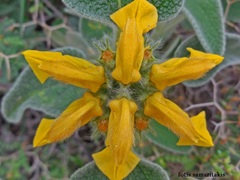 Phlomis cretica