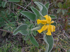 Phlomis cretica