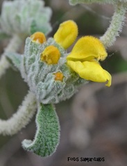 Phlomis lanata