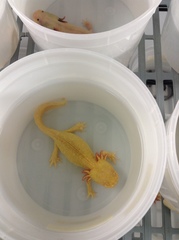 Ambystoma mexicanum