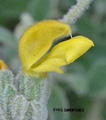 Phlomis lanata