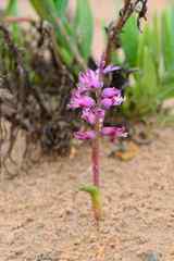 Lachenalia splendida