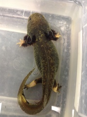 Ambystoma mexicanum