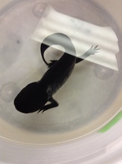 Ambystoma mexicanum