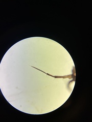Ligidium blueridgense