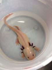 Ambystoma mexicanum