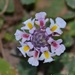 Phyla nodiflora - Photo (c) fotis-samaritakis, μερικά δικαιώματα διατηρούνται (CC BY-NC), uploaded by fotis-samaritakis