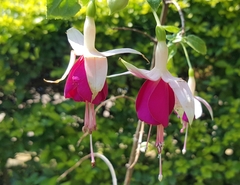 Fuchsia × hybrida