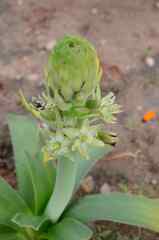 Ornithogalum xanthochlorum