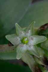 Ornithogalum xanthochlorum