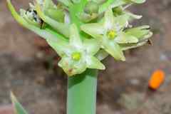 Ornithogalum xanthochlorum