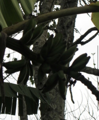 Musa × paradisiaca