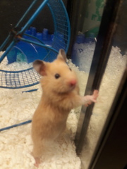 Mesocricetus auratus