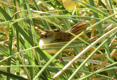 Spartonoica maluroides