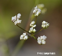 Pimpinella cretica