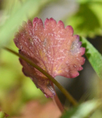 Pimpinella cretica
