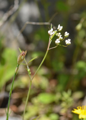 Pimpinella cretica