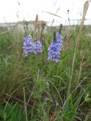 Veronica austriaca jacquinii