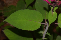 Salvia involucrata