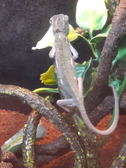 Chamaeleo calyptratus