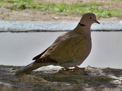 Streptopelia decaocto