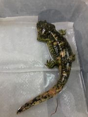 Ambystoma mexicanum
