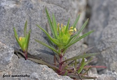 Plantago afra