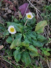 Bellis perennis