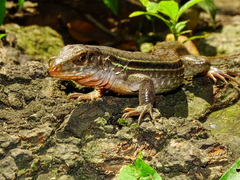 Ameiva bifrontata