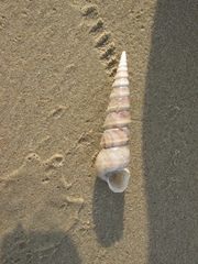 Turritella
