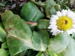 Bellis perennis