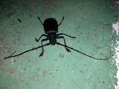 Hoplideres spinipennis