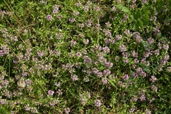 Thymus sibiricus