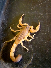 Rhopalurus