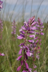 Polygala cretacea