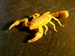 Rhopalurus