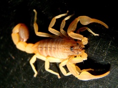 Rhopalurus