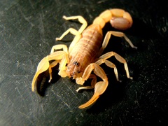 Rhopalurus