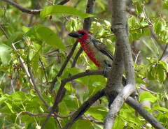 Lybius vieilloti