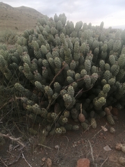 Tephrocactus articulatus