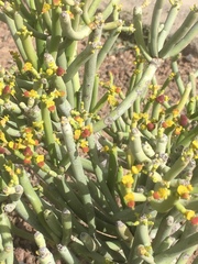 Euphorbia aphylla