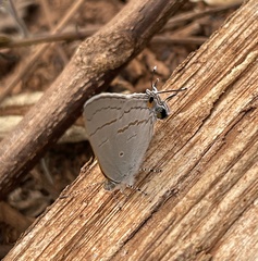 Hypolycaena philippus
