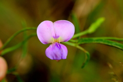 Vigna vexillata angustifolia