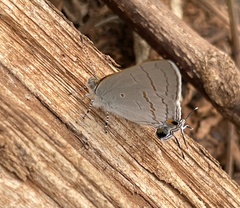 Hypolycaena philippus